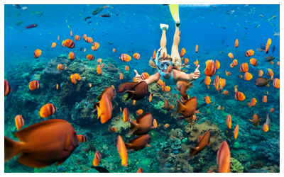 Image of a person snorkeling underwater, surrounded by a multitude of tropical fish.