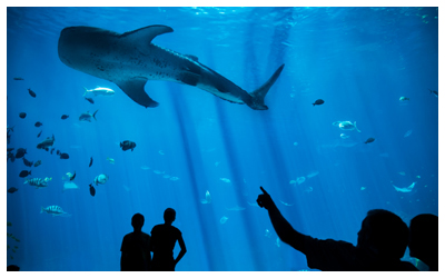 Whale shark swimming in an aquarium