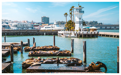 Sea lions on barges in a pier