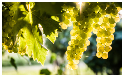 Image of sun shining through ripe, green Sauvignon Blanc grapes.